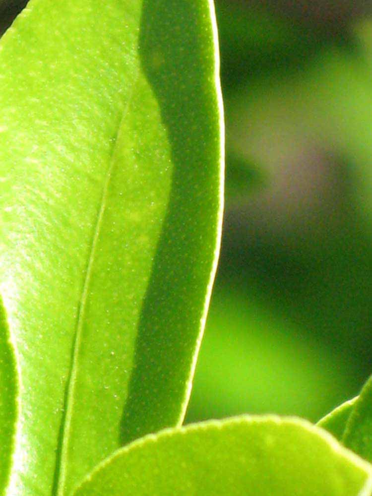              Margin (Winter Haven, FL)       